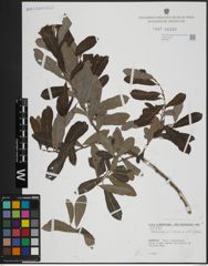 Foto von Salix atrocinerea Brot. x Salix salviifolia Brot.